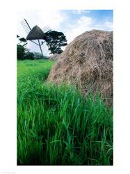 Traditional windmill in a field, Tacumshane Windmill, Tacumshane, Ireland | Obraz na stenu