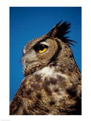 Horned Owl | Obraz na stenu