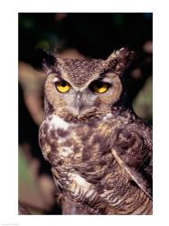 Horned Owl | Obraz na stenu