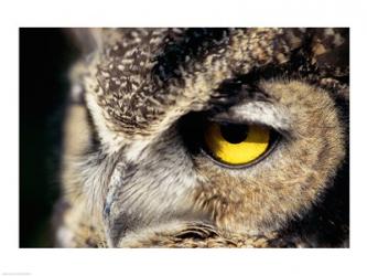 Horned Owl | Obraz na stenu