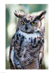 Great Horned Owl | Obraz na stenu