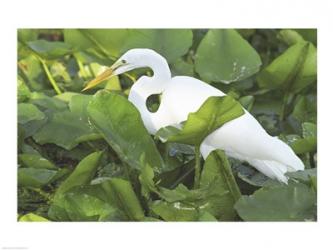 High Angle View of a Great Egret | Obraz na stenu