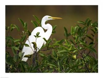 Close-up of a Great Egret Perching on a Branch | Obraz na stenu