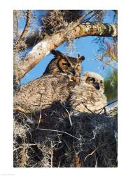 Great Horned Owls | Obraz na stenu