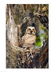 Great Horned Owl | Obraz na stenu