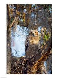 Great Horned Owl | Obraz na stenu