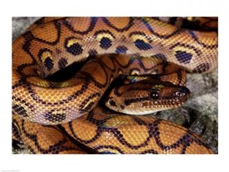 Close-up of a Brazilian Rainbow Boa curled up (Epicrates cenchria cenchria) | Obraz na stenu