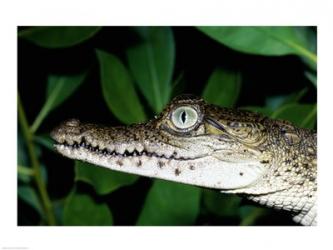 Close-up of an American Crocodile | Obraz na stenu