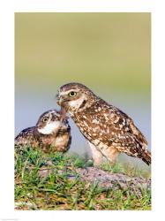 Burrowing owls | Obraz na stenu