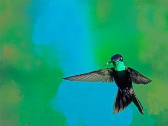 Magnificent hummingbird in flight, Arizona, USA | Obraz na stenu