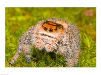 Regal Jumping spider in a field, Florida, USA | Obraz na stenu