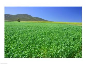 Panoramic view of a wheat field, Eyre Peninsula, Australia | Obraz na stenu