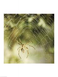 Garden Spider | Obraz na stenu