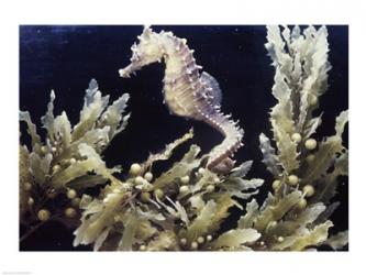 Sea Horse | Obraz na stenu