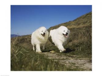 Samoyeds | Obraz na stenu