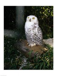 Snowy owl | Obraz na stenu