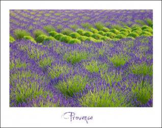 Lavande de Provence II